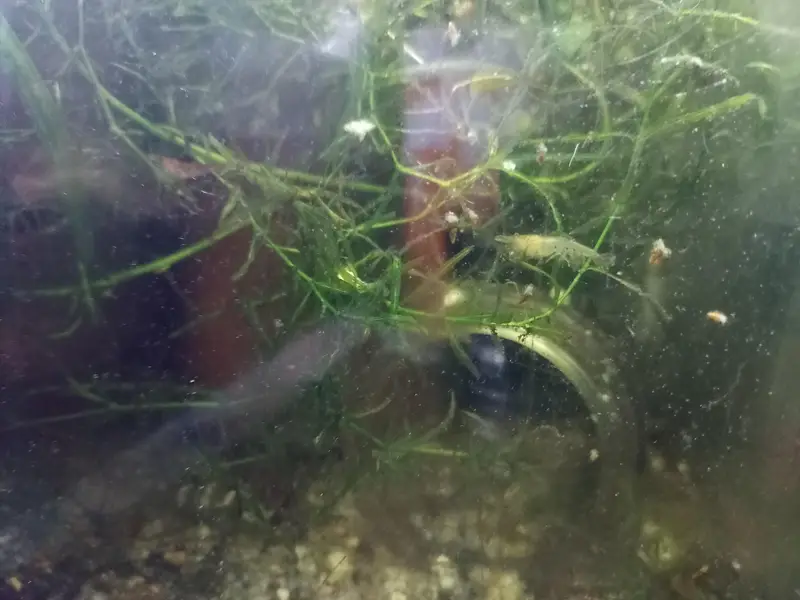 shrimps, aquatic plants, planted tanks and snails, microfishes — photo 10