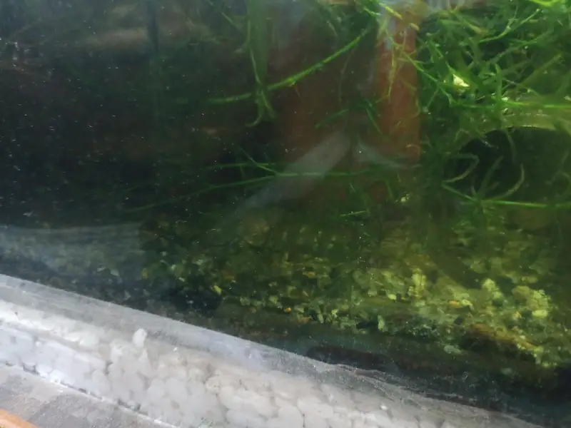 shrimps, aquatic plants, planted tanks and snails, microfishes — photo 11