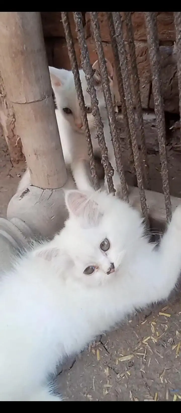 2 Baby Cats — photo 3