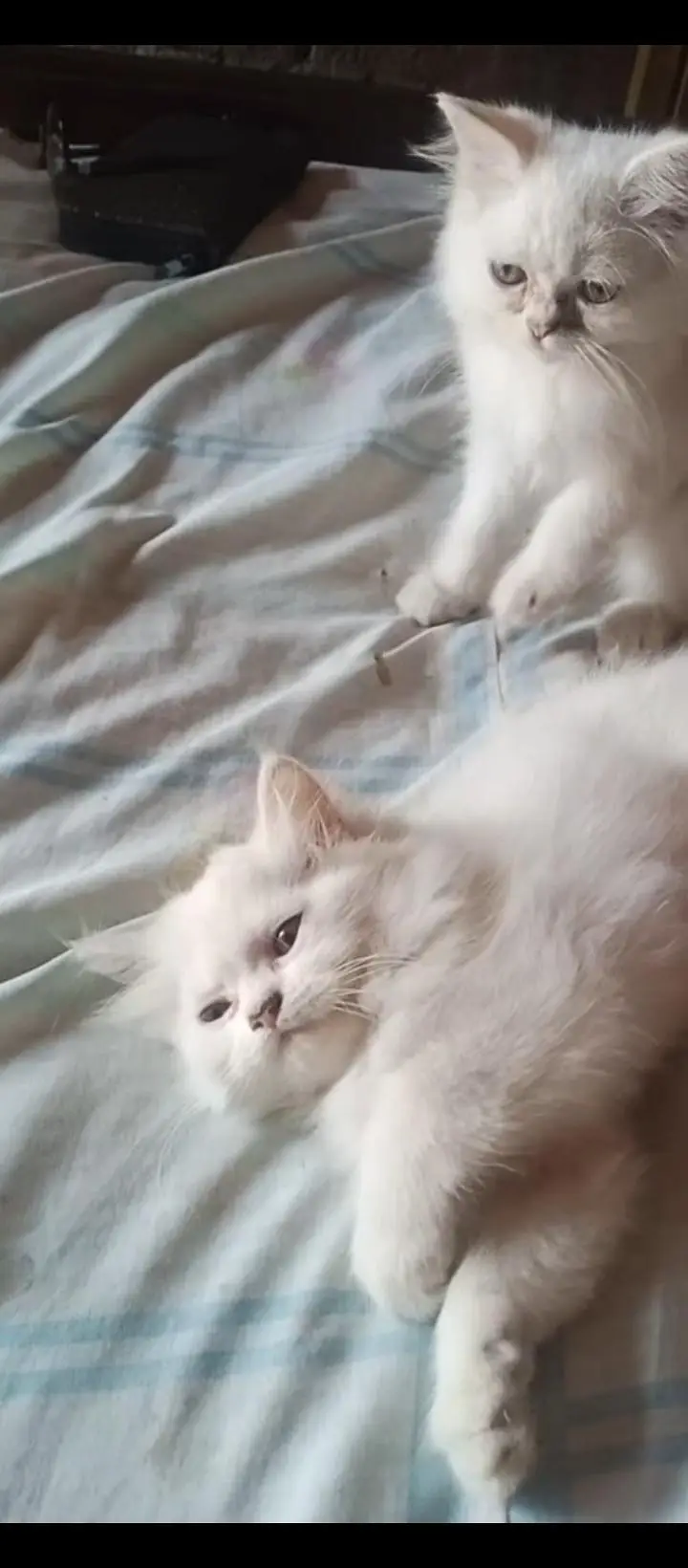 2 Baby Cats — photo 4