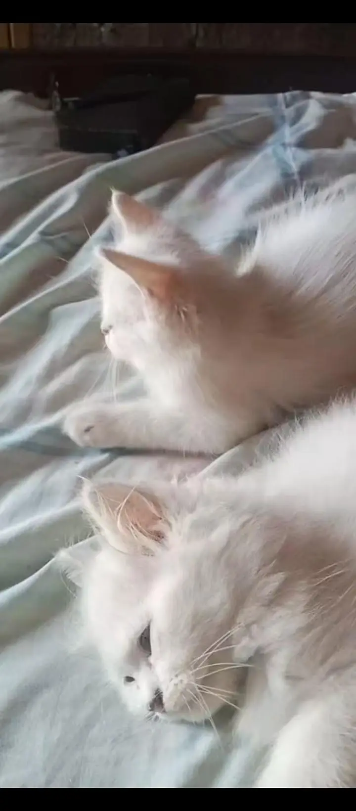 2 Baby Cats — photo 5