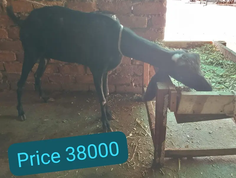 Rajan puri goat — photo 2