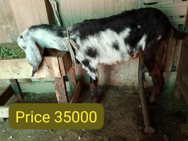 Rajan puri goat — photo 3