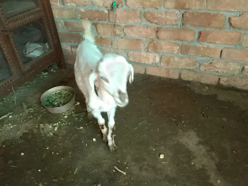 Rajan puri goat — photo 4