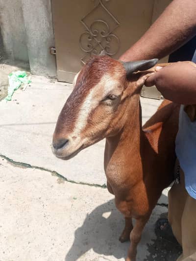 Bakri nagri Achi height me ha dhood bhi bht ACHA dyti ha