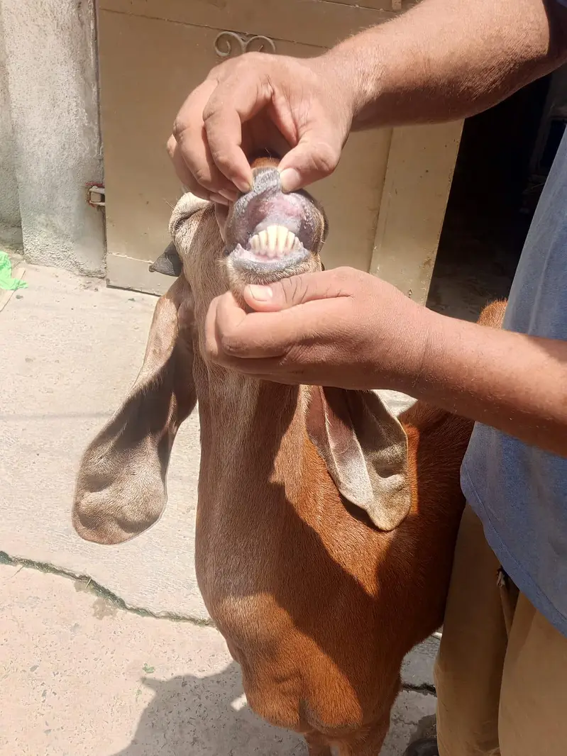 Bakri nagri Achi height me ha dhood bhi bht ACHA dyti ha — photo 2