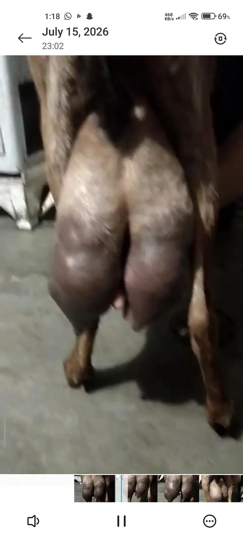 Bakri nagri Achi height me ha dhood bhi bht ACHA dyti ha — photo 4
