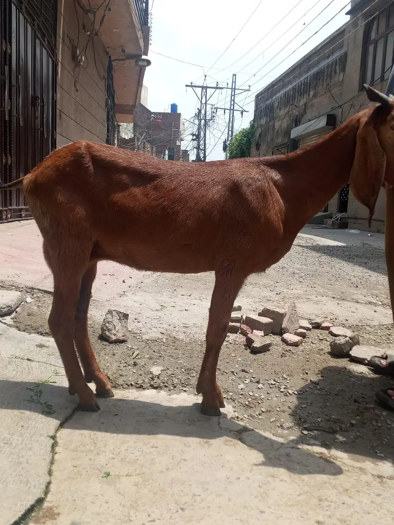 Bakri nagri Achi height me ha dhood bhi bht ACHA dyti ha — photo 5