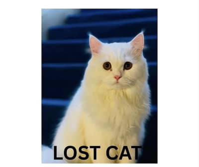 Lost Cat! Since 9th july