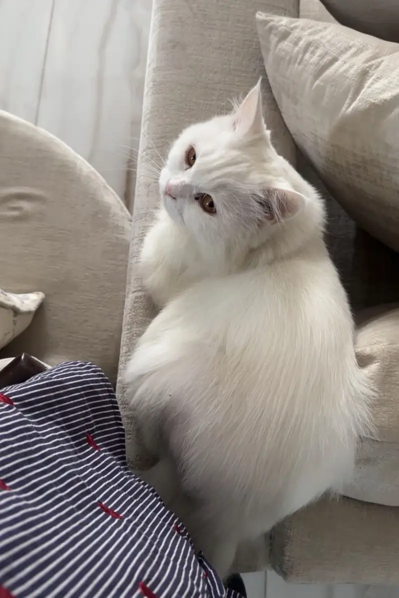 Lost Cat! Since 9th july — photo 2