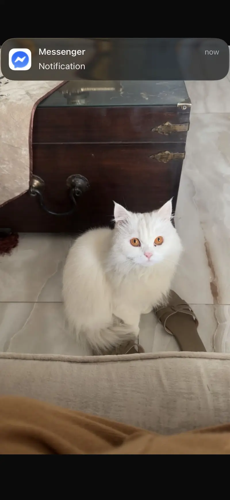 Lost Cat! Since 9th july — photo 3