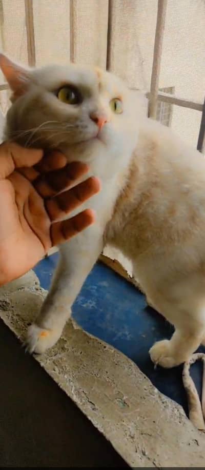 Male persian cat