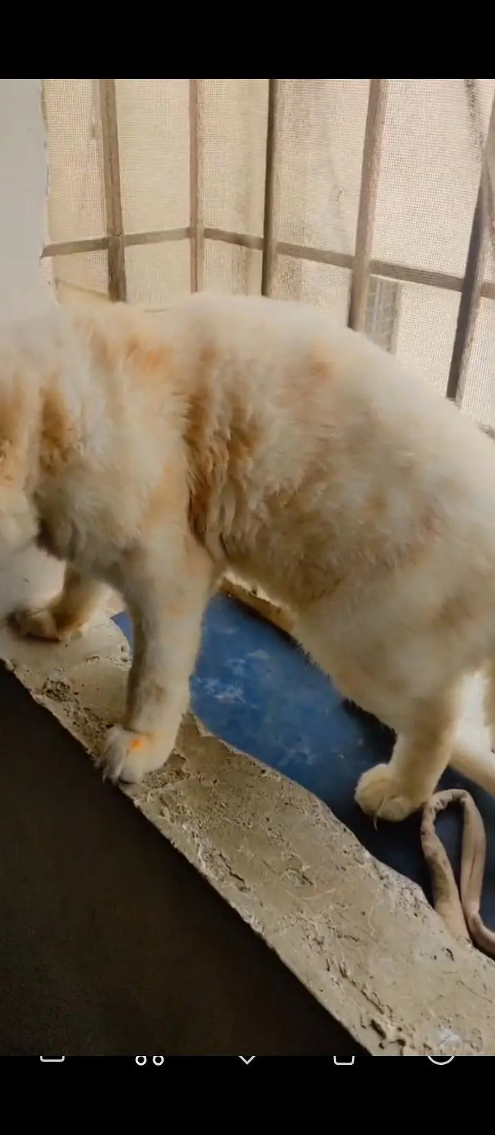 Male persian cat — photo 3