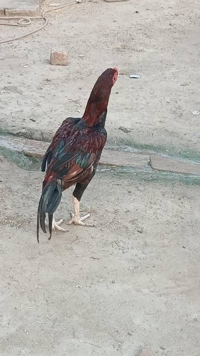 Pure Aseel Rooster for Sale – Healthy & Active