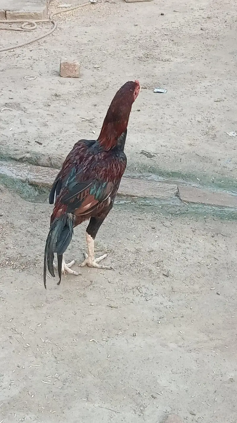 Pure Aseel Rooster for Sale – Healthy & Active