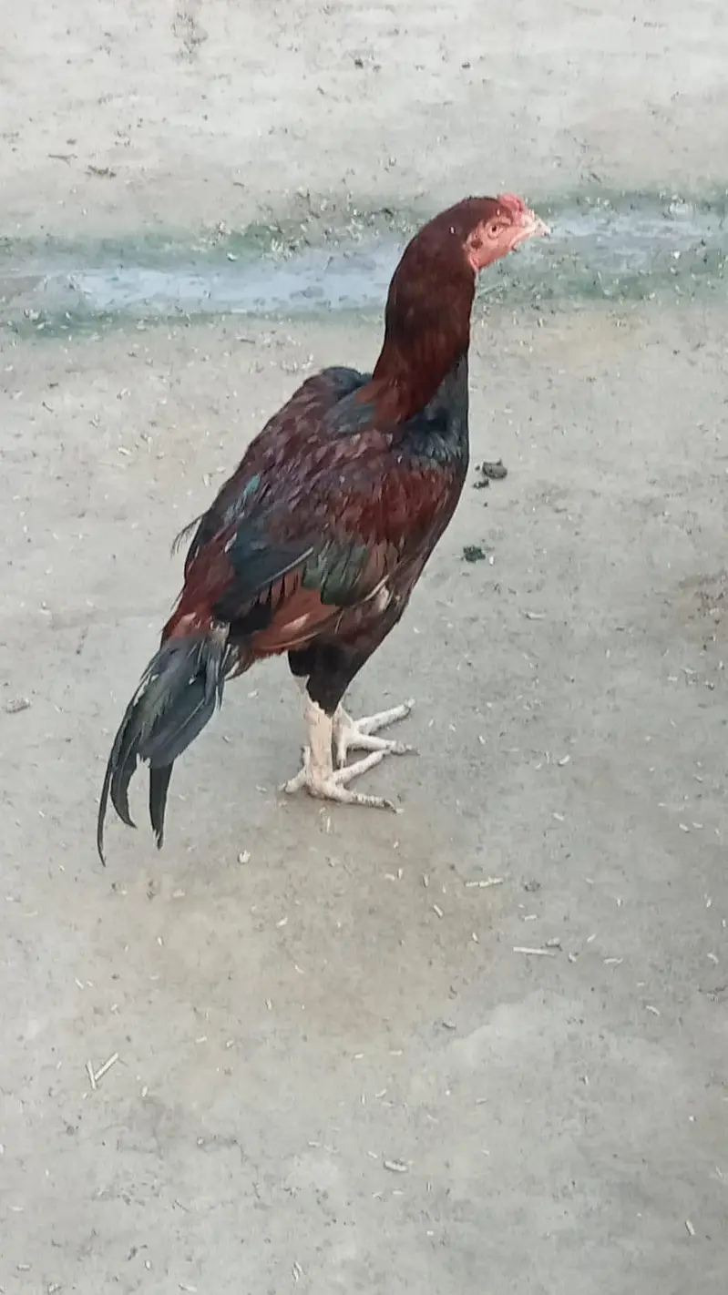 Pure Aseel Rooster for Sale – Healthy & Active — photo 2