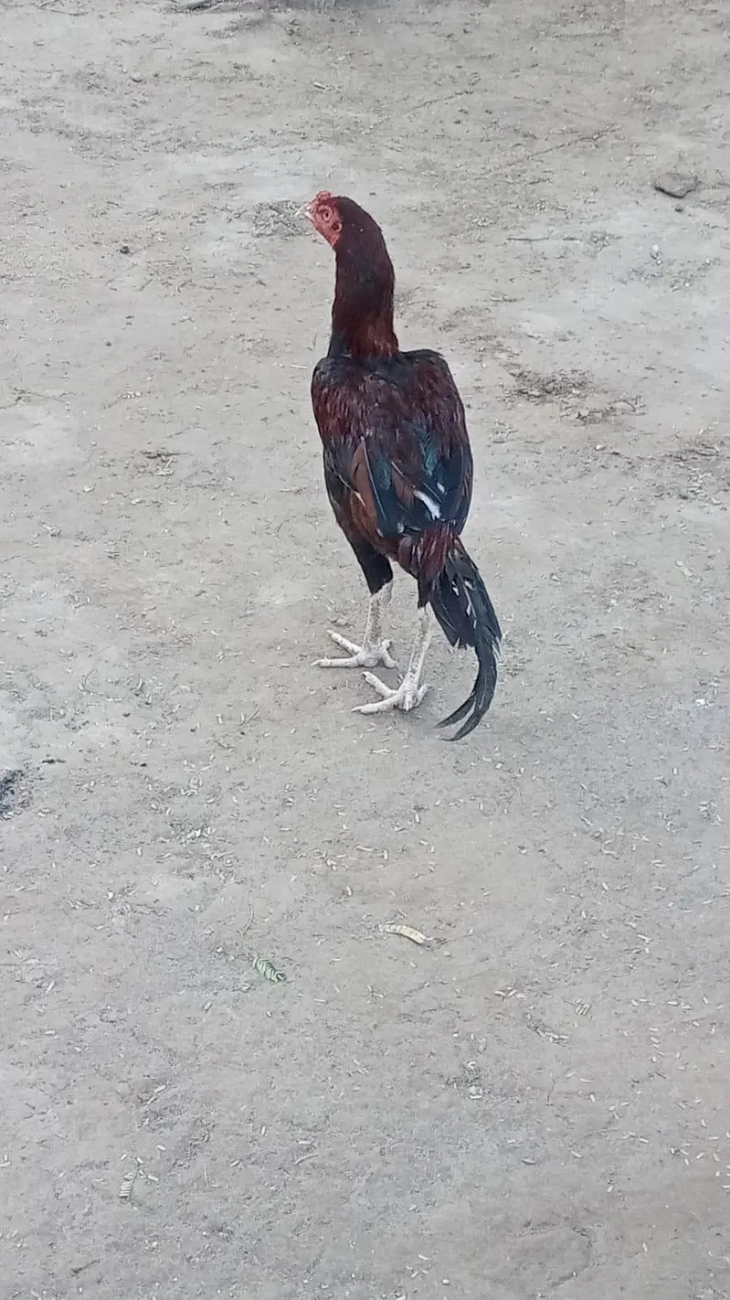 Pure Aseel Rooster for Sale – Healthy & Active — photo 3