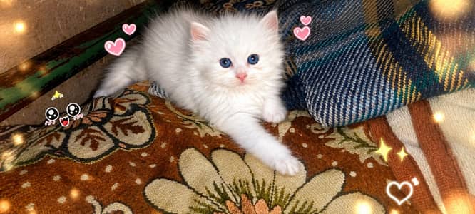 Persian cat for sale