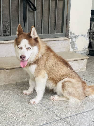 Siberian Husky blue eyes female for Sale