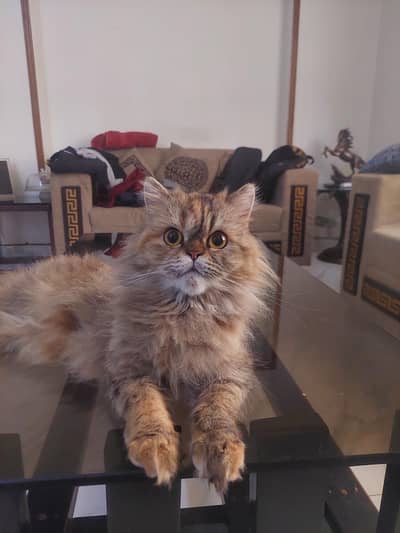 Persian Breeder female Cat | peke Piki Face kitten | punch kittens
