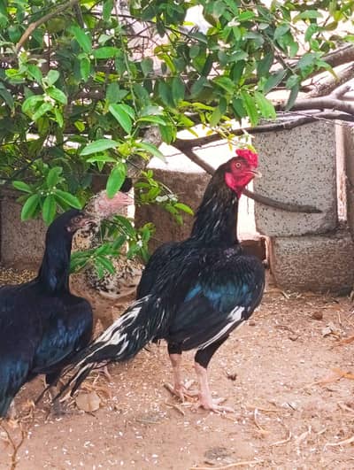 aseel brider pair for sale