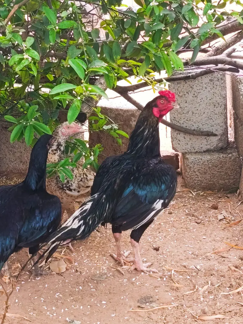 aseel brider pair for sale — photo 2