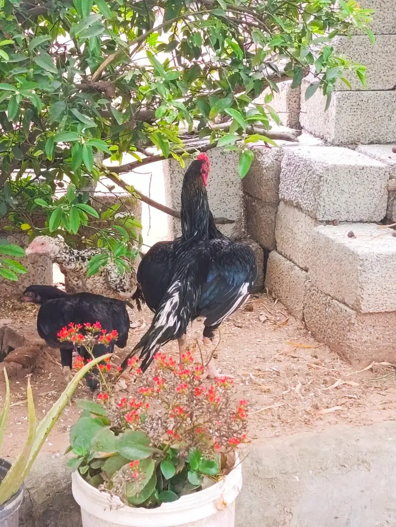 aseel brider pair for sale — photo 4