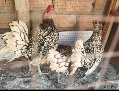 Top qulity silver sebrights breeder set