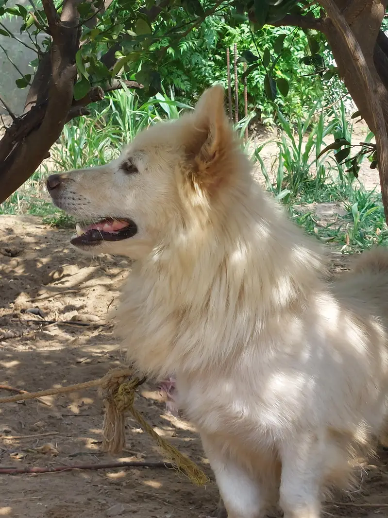 security dog — photo 2