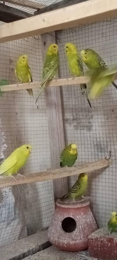 BUDGIES / AUSTRALIAN / PARROTS