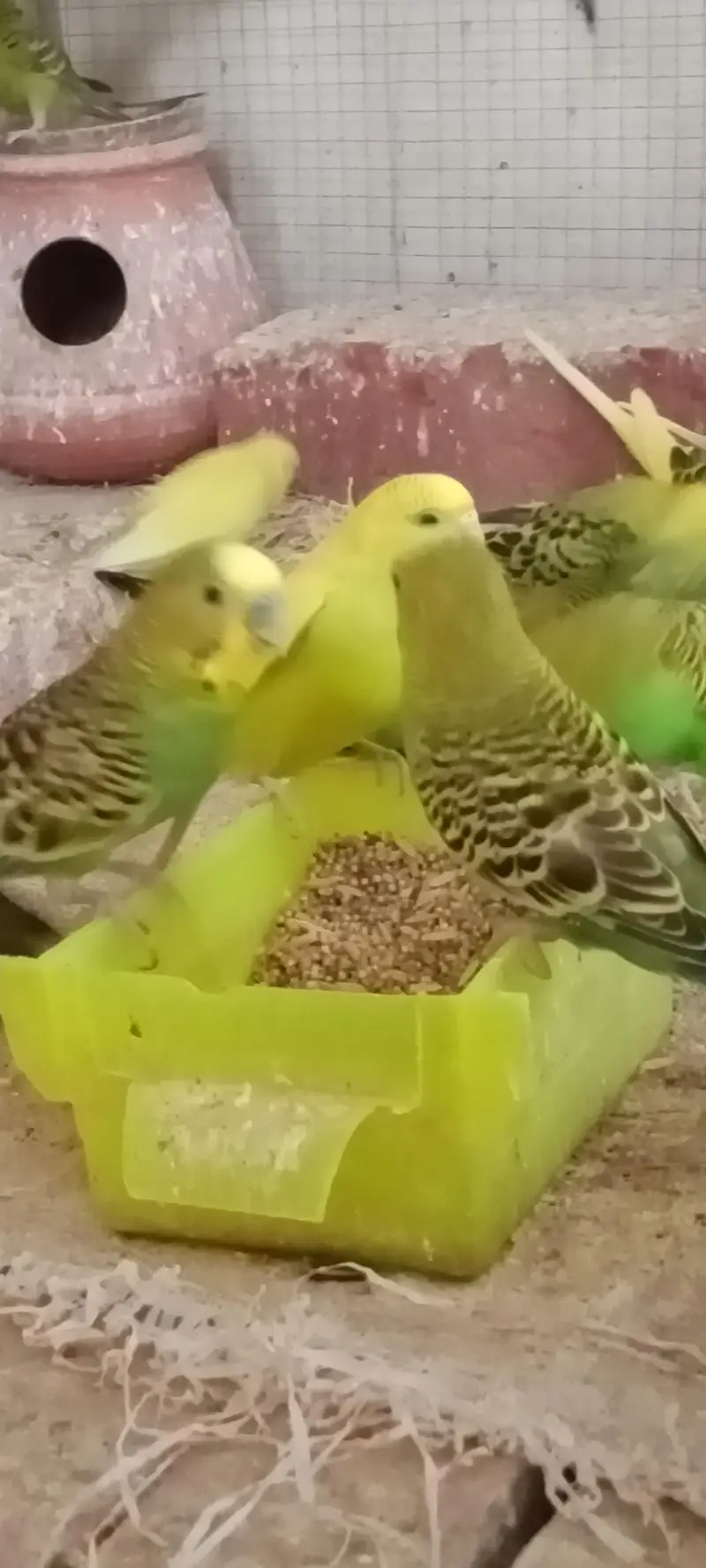 BUDGIES / AUSTRALIAN / PARROTS — photo 2