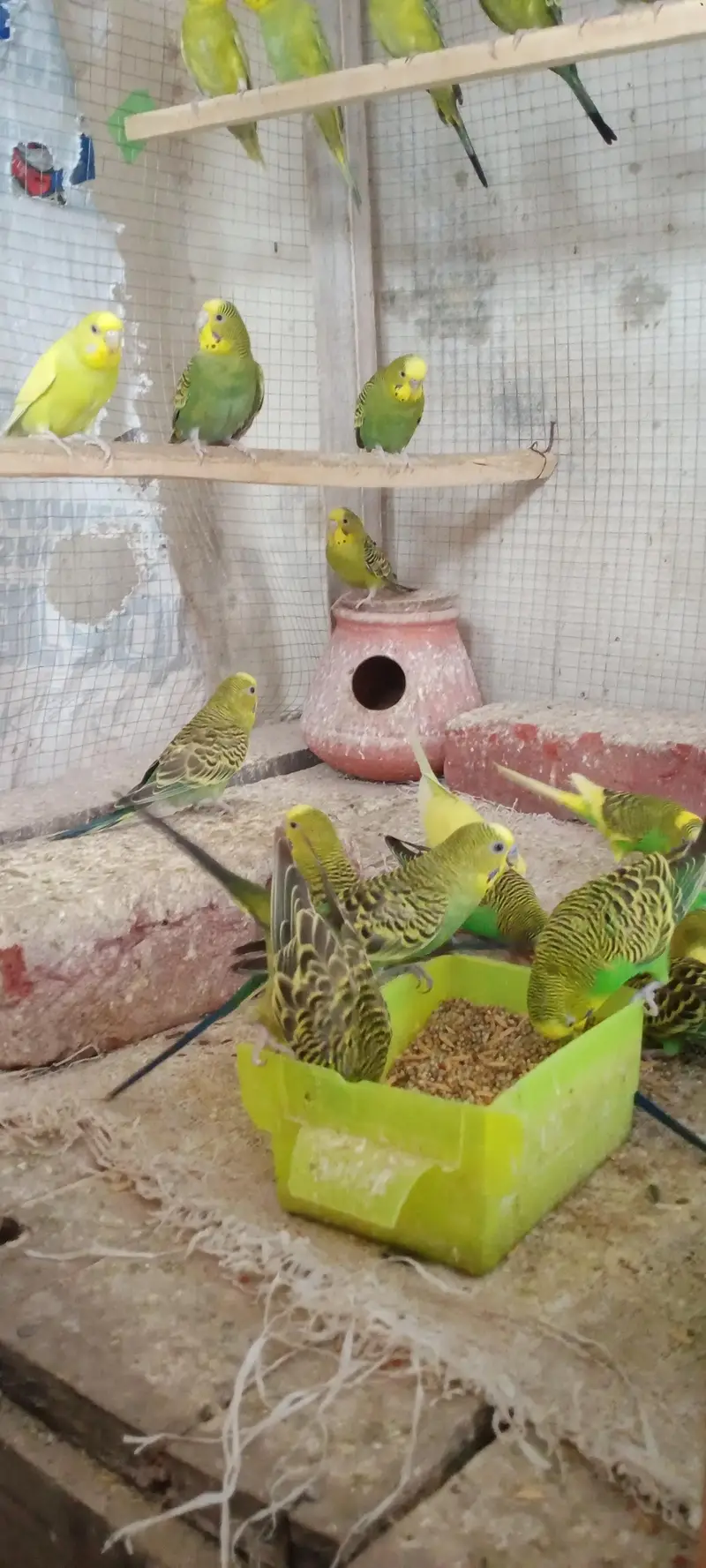 BUDGIES / AUSTRALIAN / PARROTS — photo 3