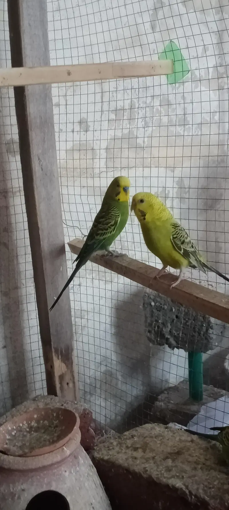 BUDGIES / AUSTRALIAN / PARROTS — photo 4