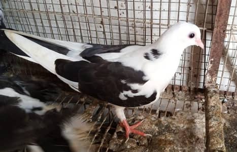 Sherazi Cross Breed
