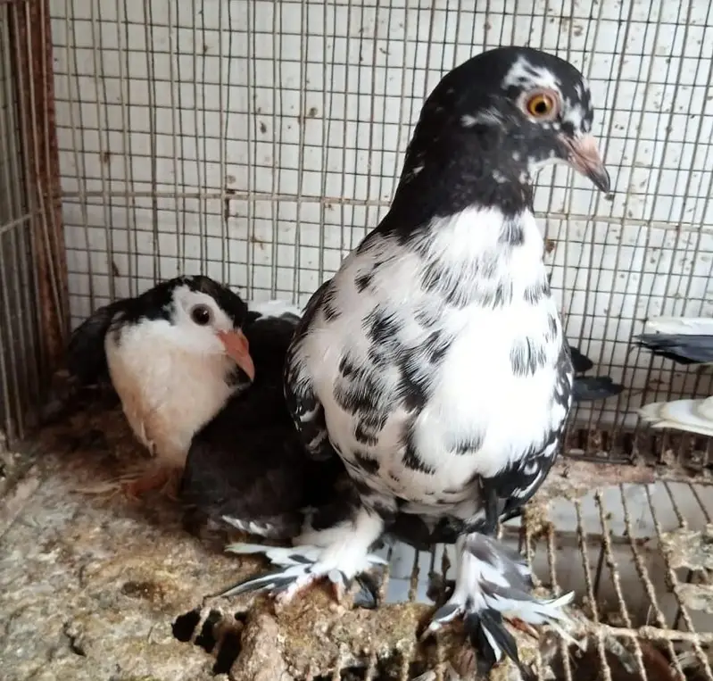 Sherazi Cross Breed — photo 2