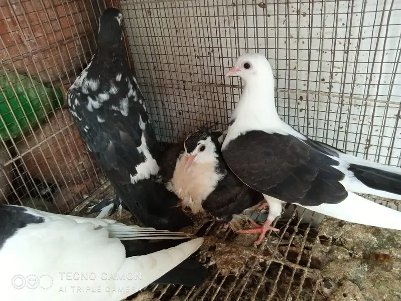 Sherazi Cross Breed — photo 3