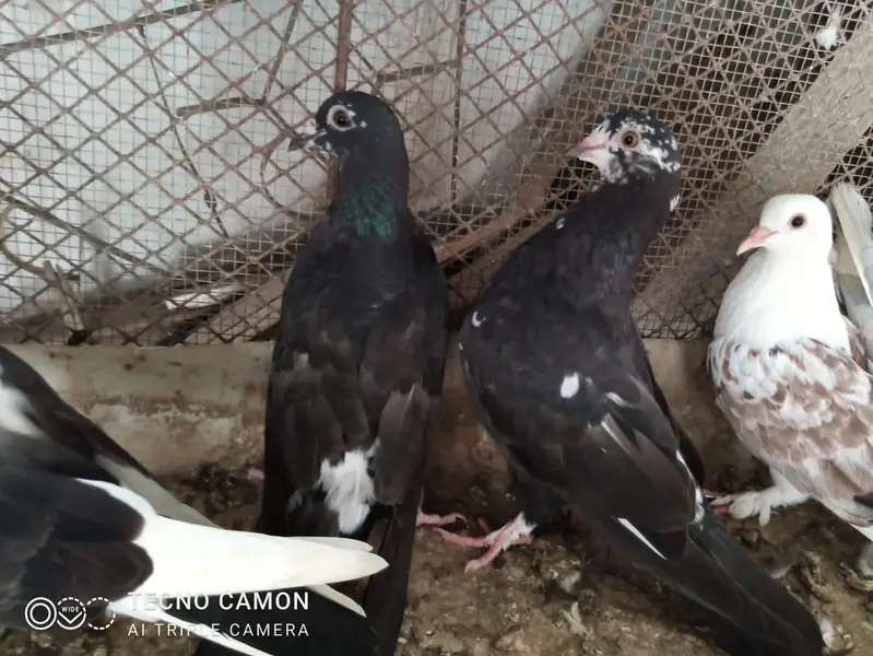 Sherazi Cross Breed — photo 4
