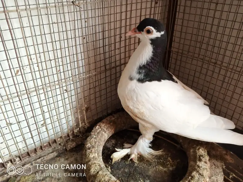 Sherazi Cross Breed — photo 5