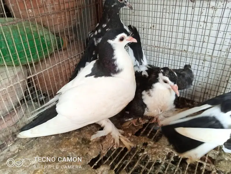 Sherazi Cross Breed — photo 6
