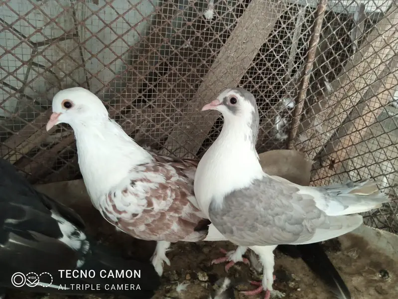 Sherazi Cross Breed — photo 7