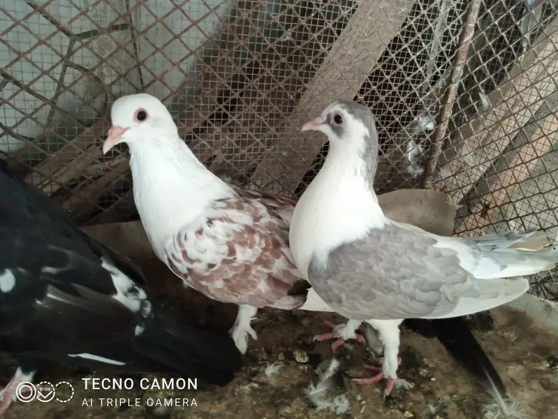 Sherazi Cross Breed — photo 8