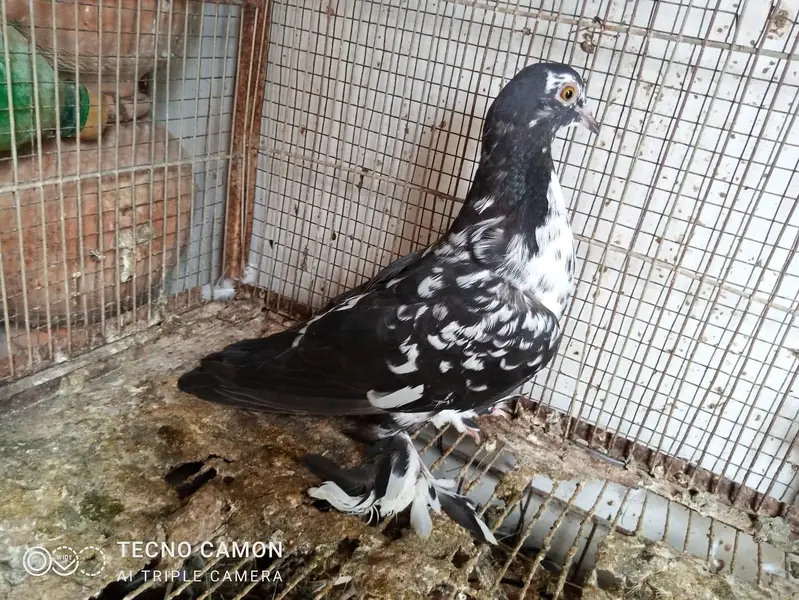 Sherazi Cross Breed — photo 10