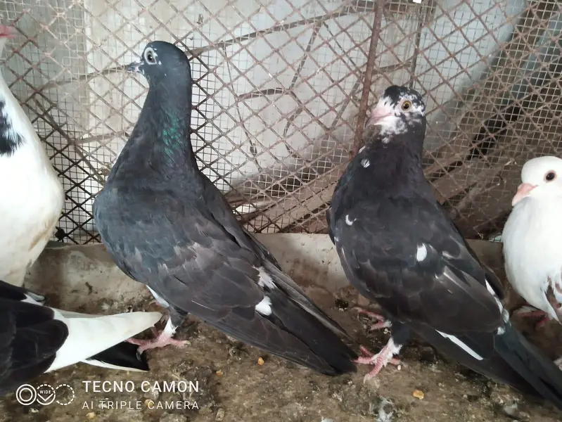 Sherazi Cross Breed — photo 11