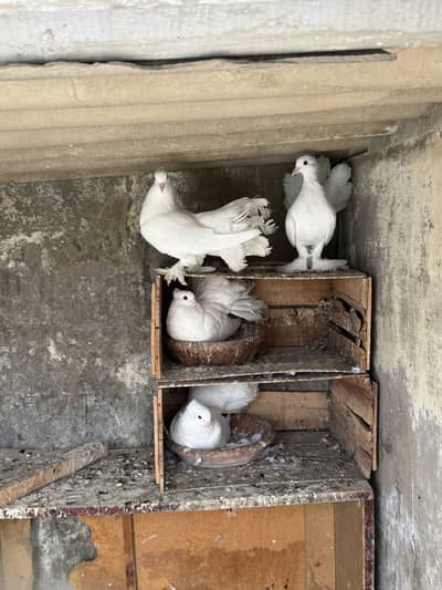 Laka kabutar (pigeons)