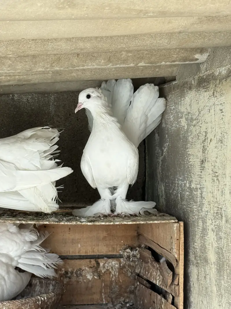 Laka kabutar (pigeons) — photo 2