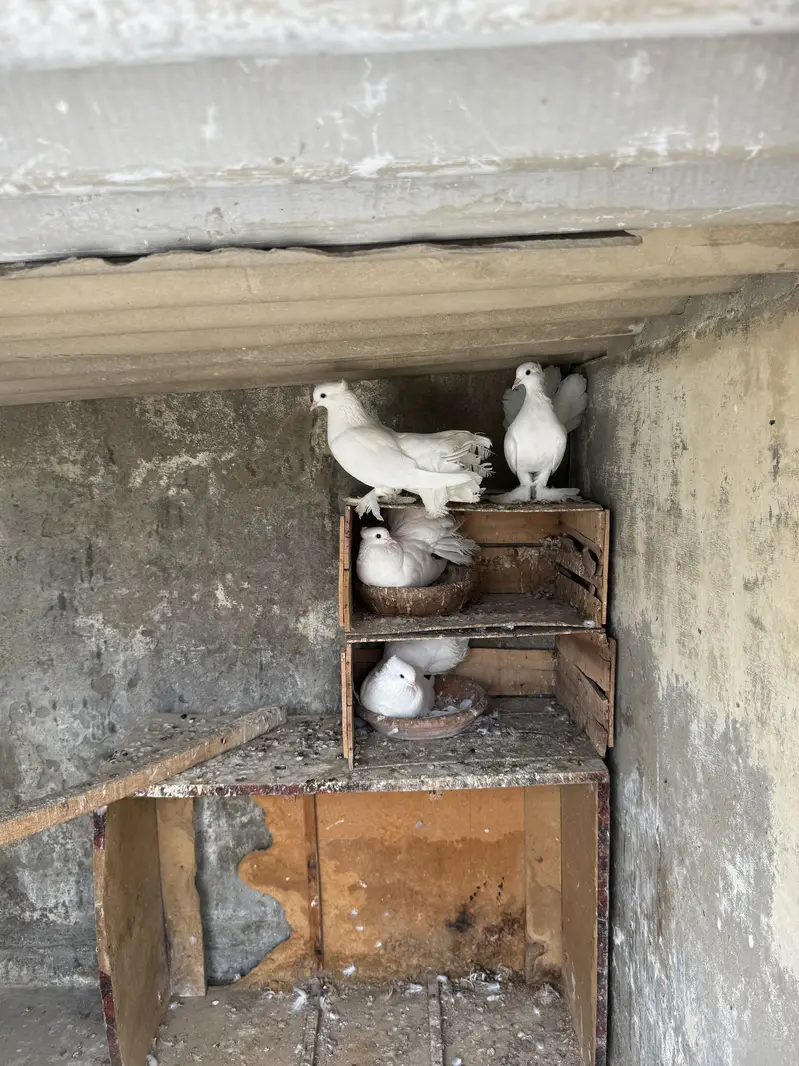 Laka kabutar (pigeons) — photo 3
