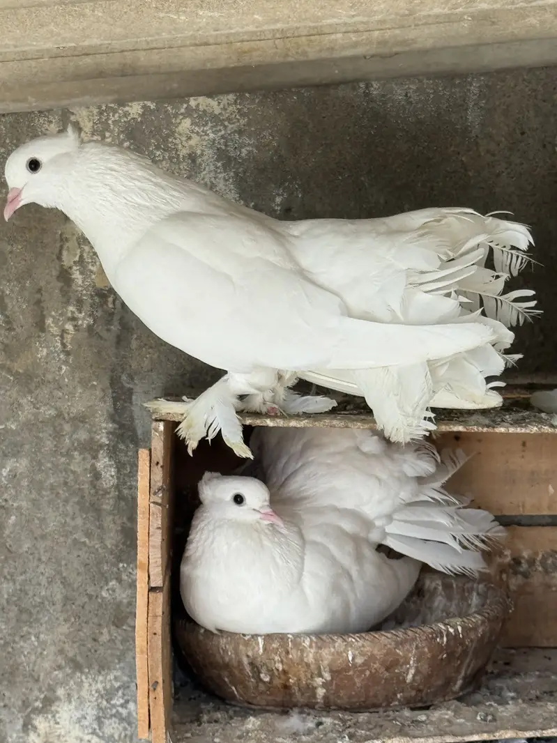 Laka kabutar (pigeons) — photo 4