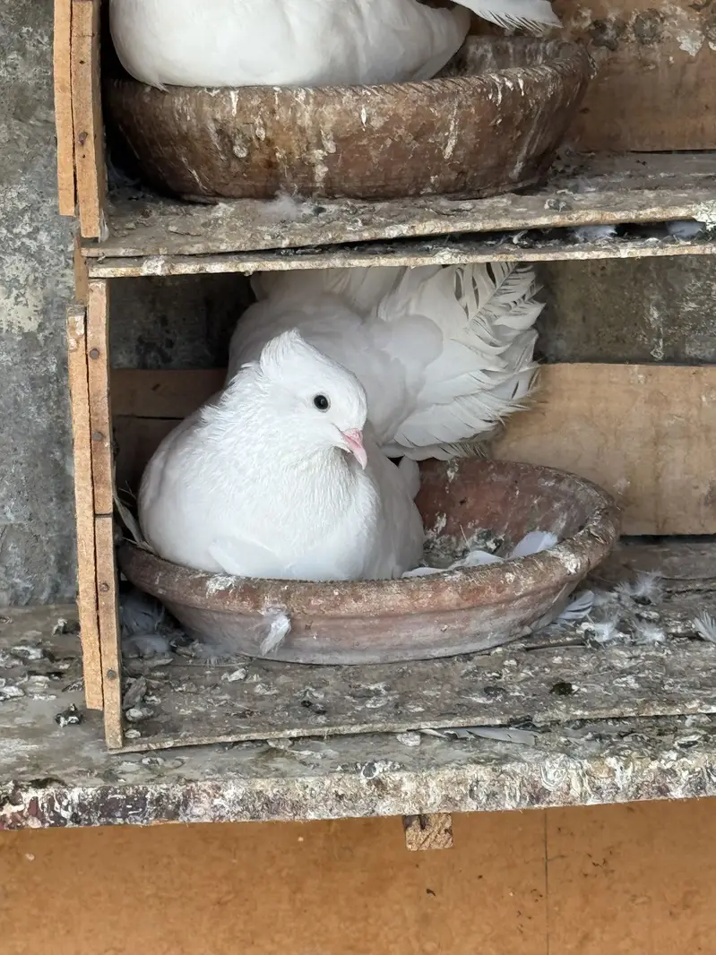 Laka kabutar (pigeons) — photo 5