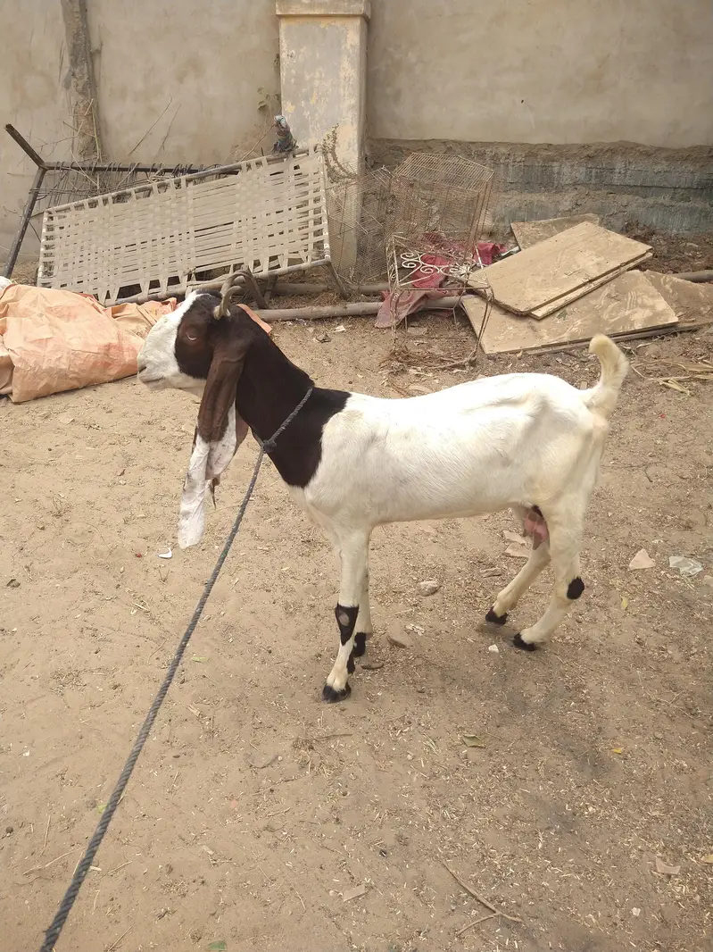 contact no. 03402494900کاموری کراس دستیاب ہے — photo 2
