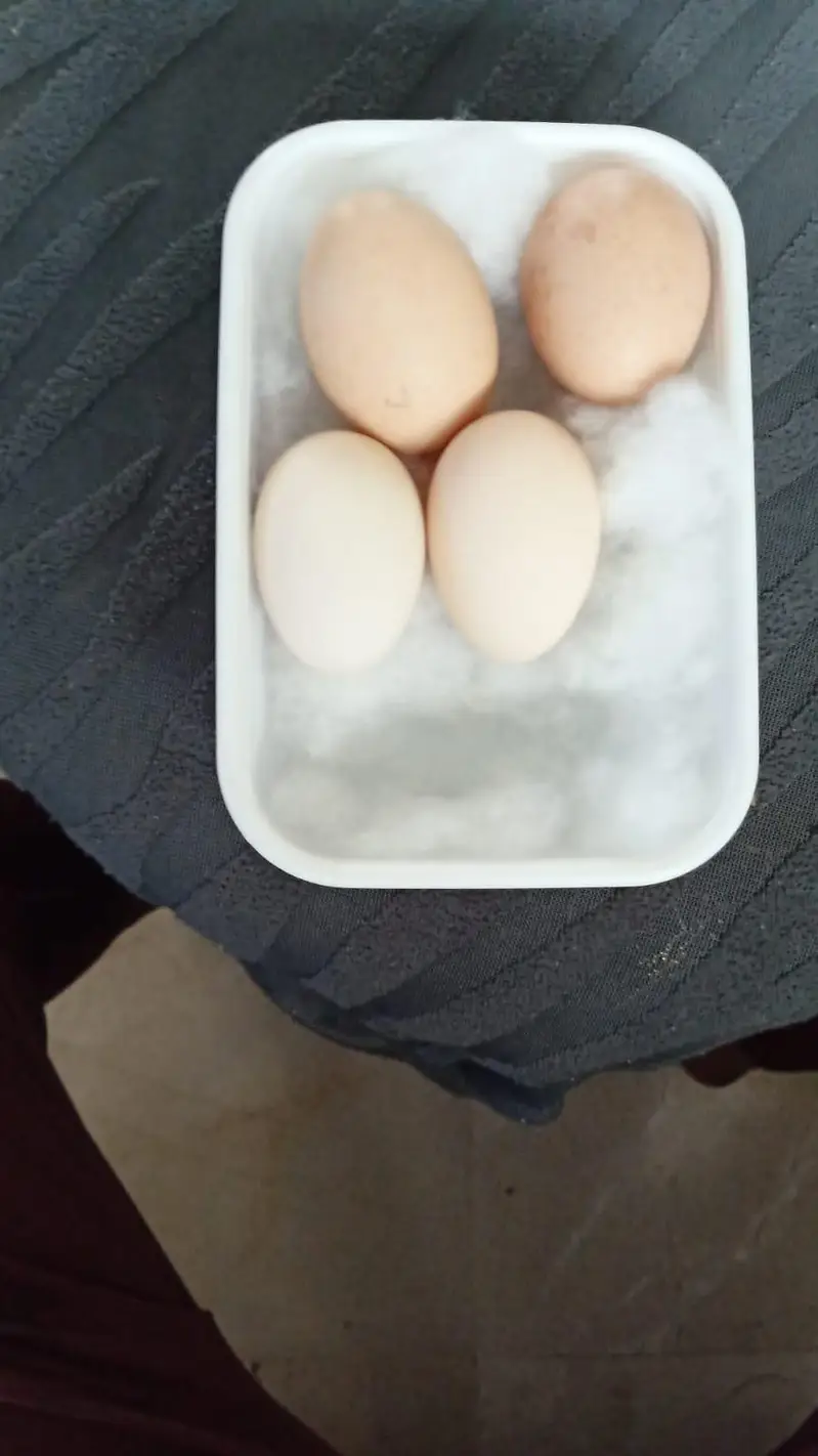 Shamoo eggs — photo 2